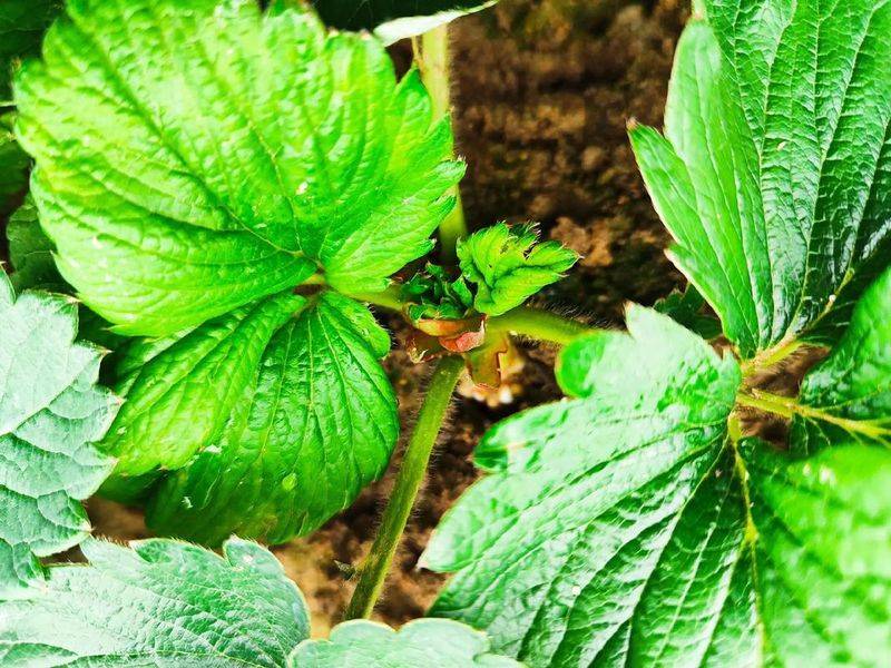 Strawberry pelvis cultivation methods