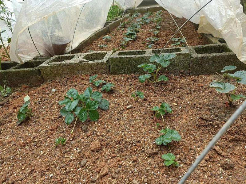 Strawberry pelvis cultivation methods