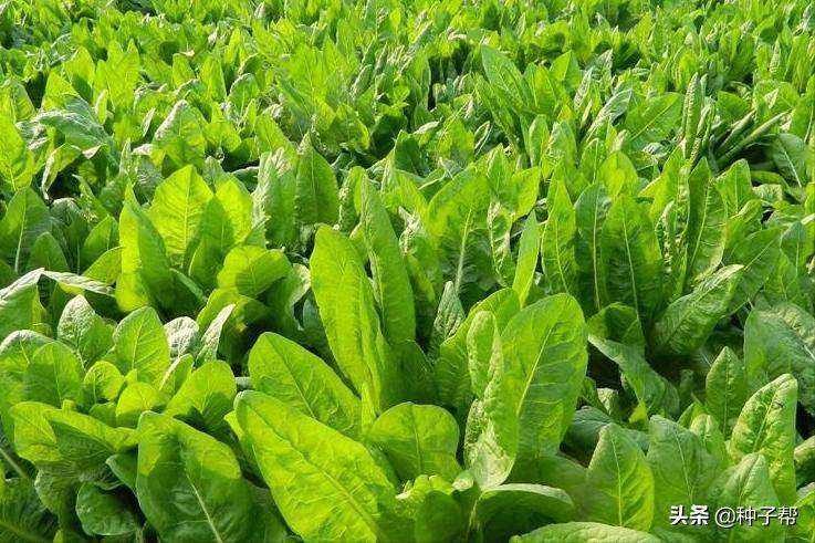 Russian feed seed farming techniques