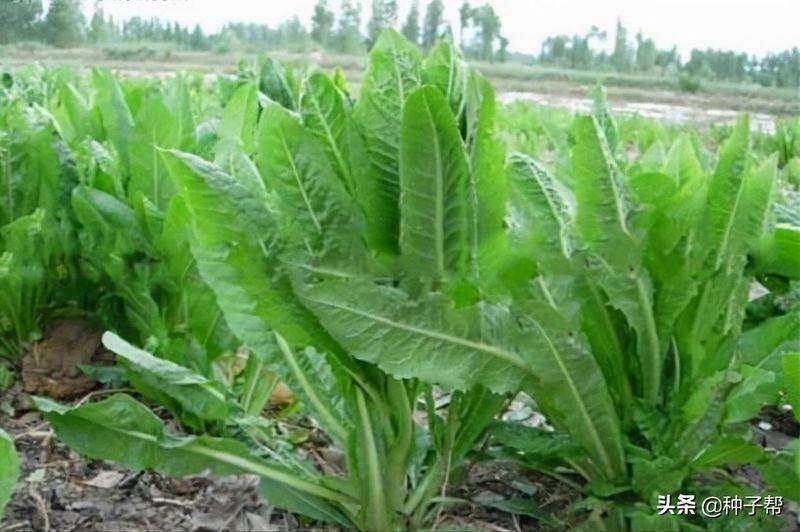 Russian feed seed farming techniques