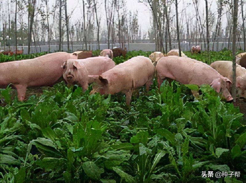 Russian feed seed farming techniques