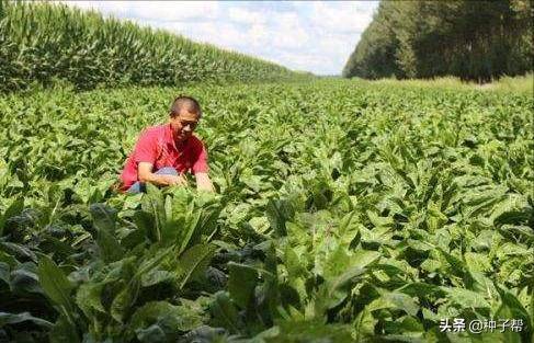 Russian feed seed farming techniques