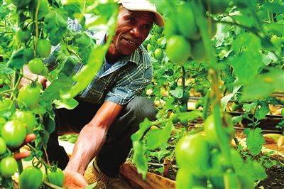 Videos of tomato growing techniques