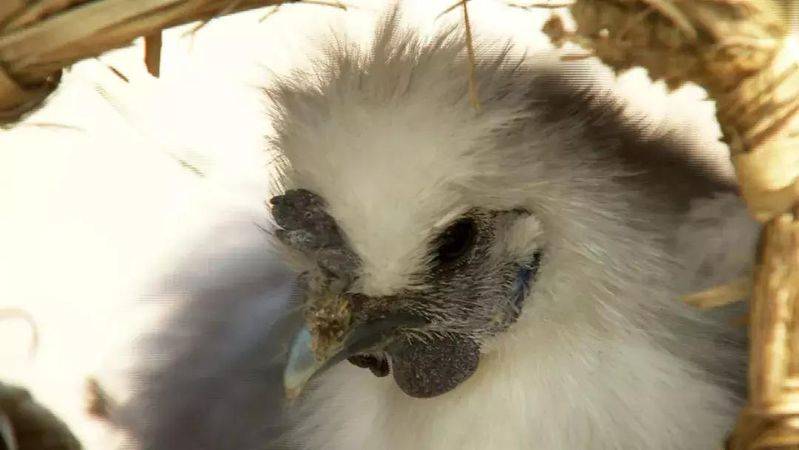 白羽乌鸡养殖成本与利润