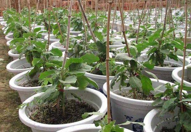 Videos of tomato growing techniques