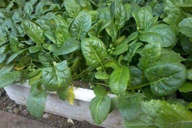 Videos of tomato growing techniques