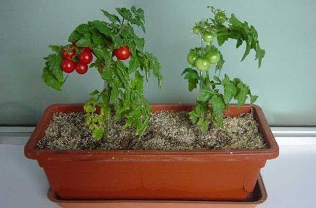 Videos of tomato growing techniques