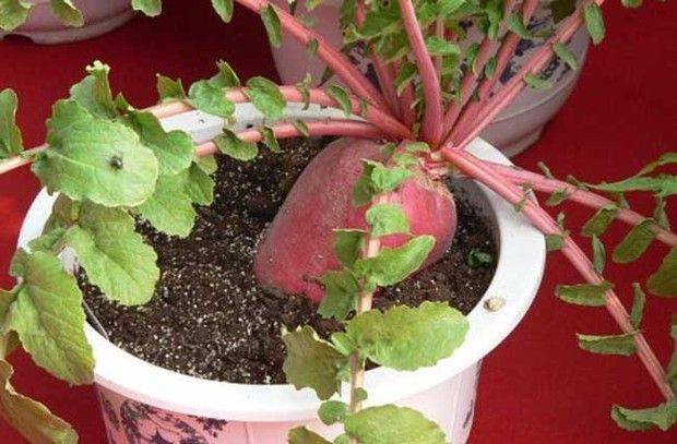 Videos of tomato growing techniques