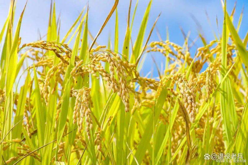 Smart farming techniques