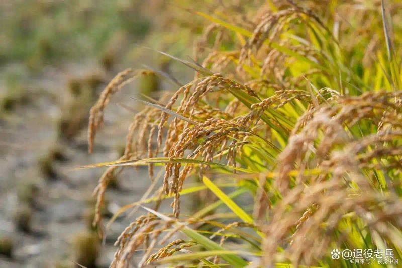 Smart farming techniques