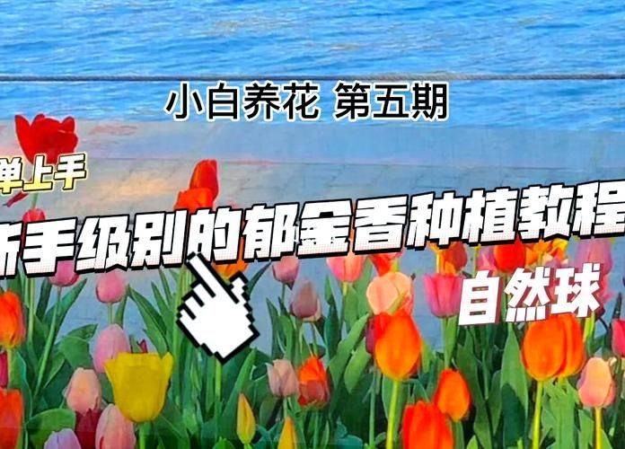 郁金香的种植方法