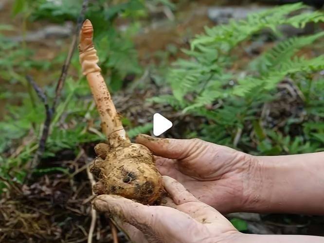 秋葵的种植方法视频