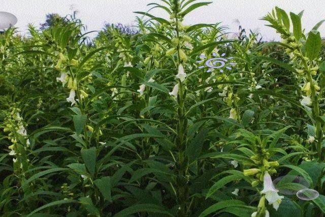 Smart farming techniques