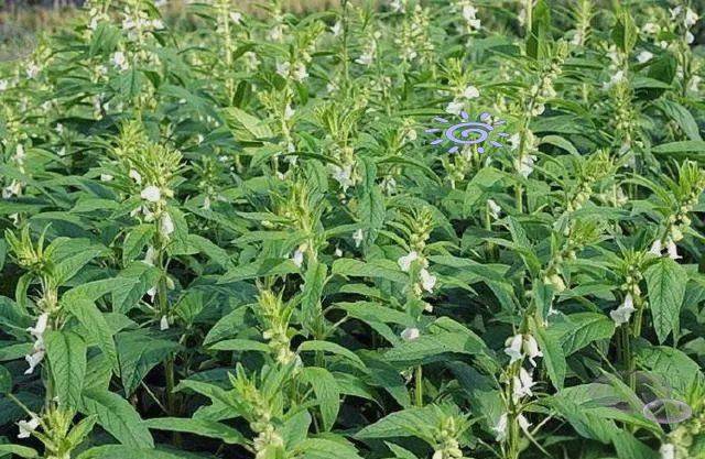 Smart farming techniques