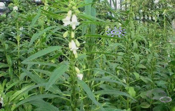 Smart farming techniques