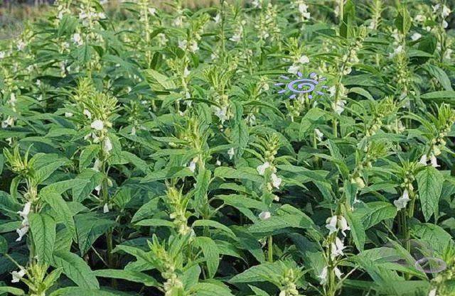 Smart farming techniques