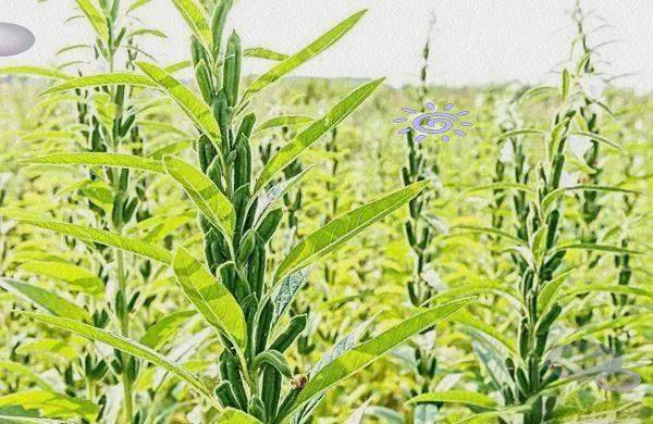 Smart farming techniques