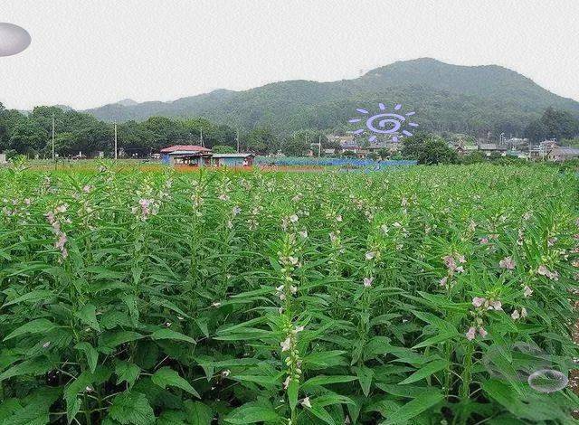 Smart farming techniques