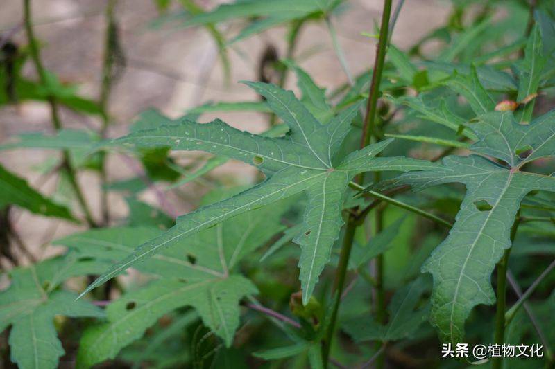 黄蜀葵的种植方法