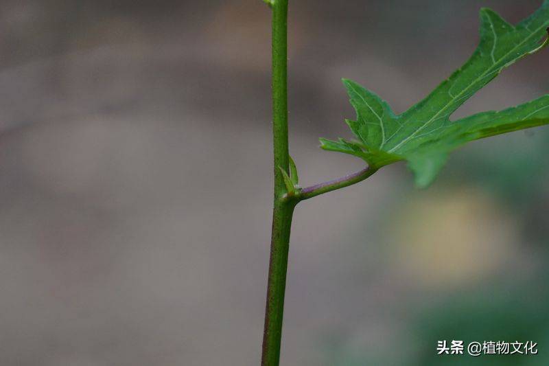 黄蜀葵的种植方法