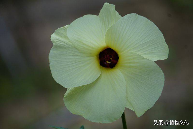 黄蜀葵的种植方法