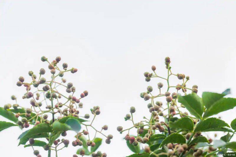 花椒树的种植方法图片