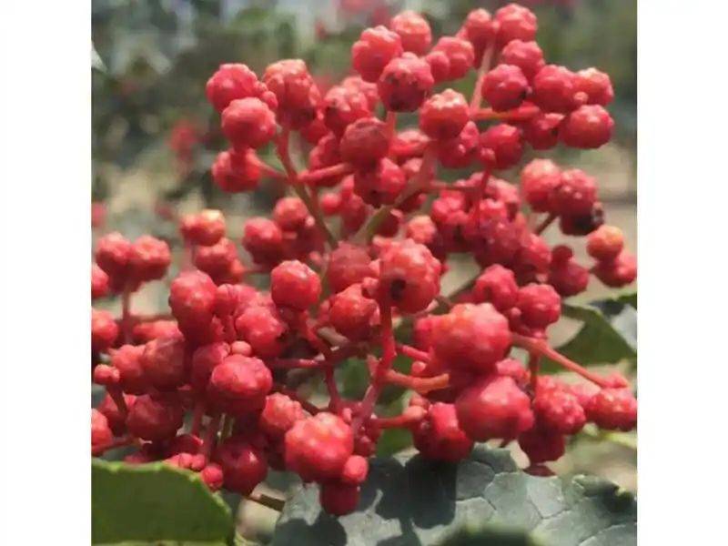 花椒树的种植方法图片