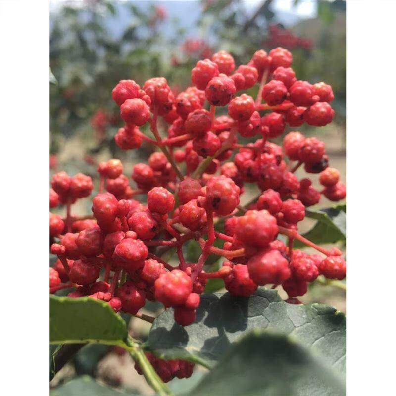 花椒树的种植方法图片