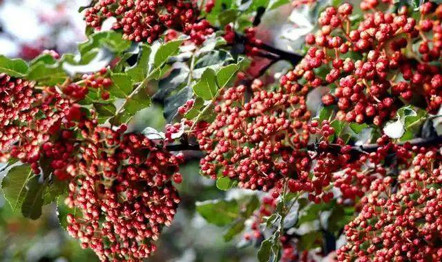 花椒树的种植方法图片