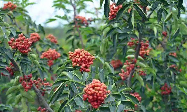 花椒树的种植方法图片