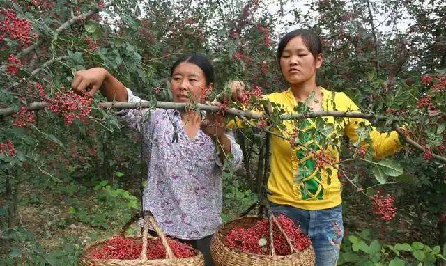 花椒树的种植方法图片