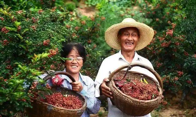 花椒树的种植方法图片