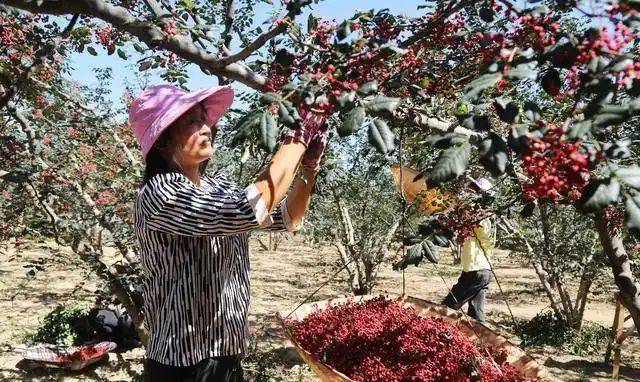 花椒树的种植方法图片