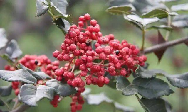 花椒树的种植方法图片