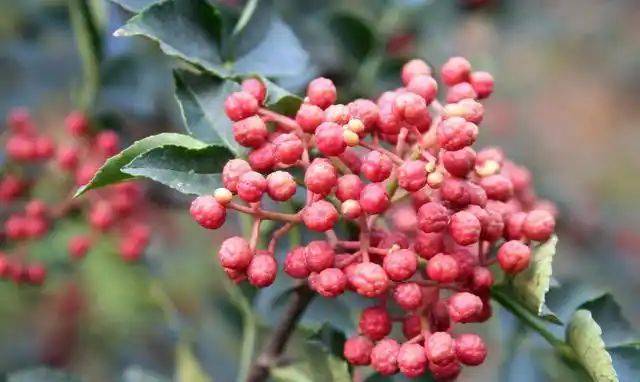 花椒树的种植方法图片