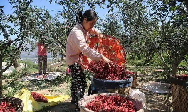 花椒树的种植方法图片