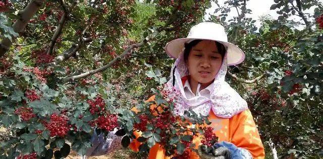 花椒树的种植方法图片