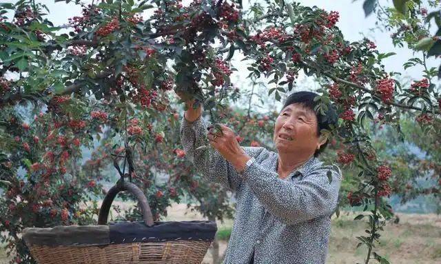 花椒树的种植方法图片