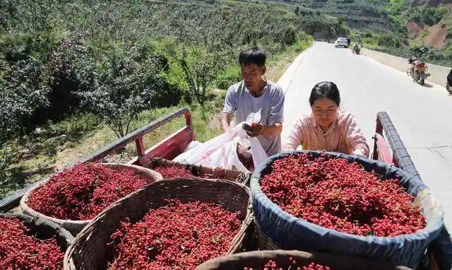 花椒树的种植方法图片