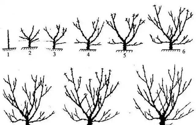 花椒树的种植方法图片