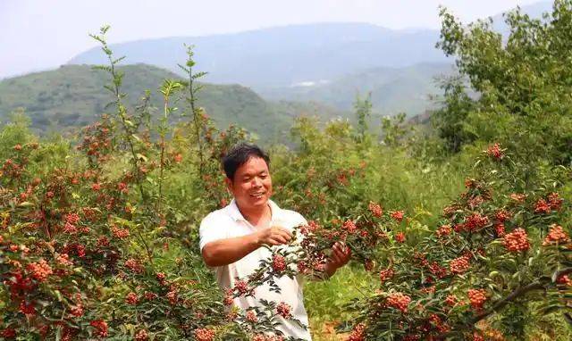 花椒树的种植方法图片