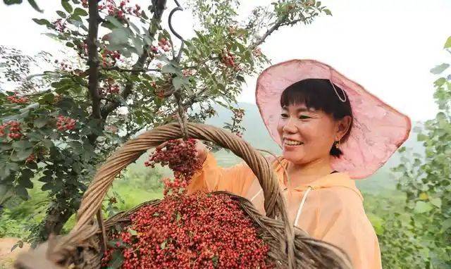 花椒树的种植方法图片