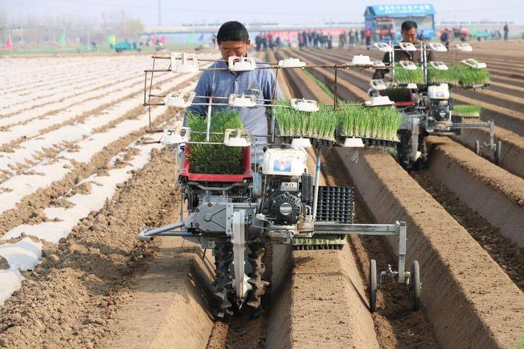 大葱种植技术图片