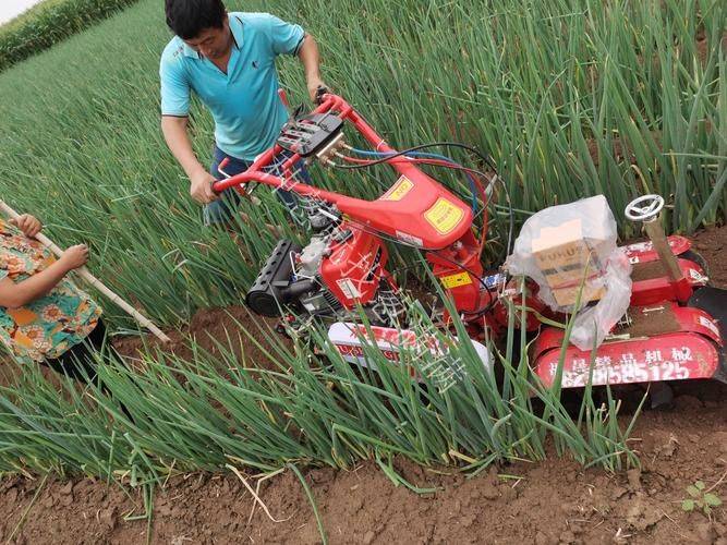 大葱种植技术图片