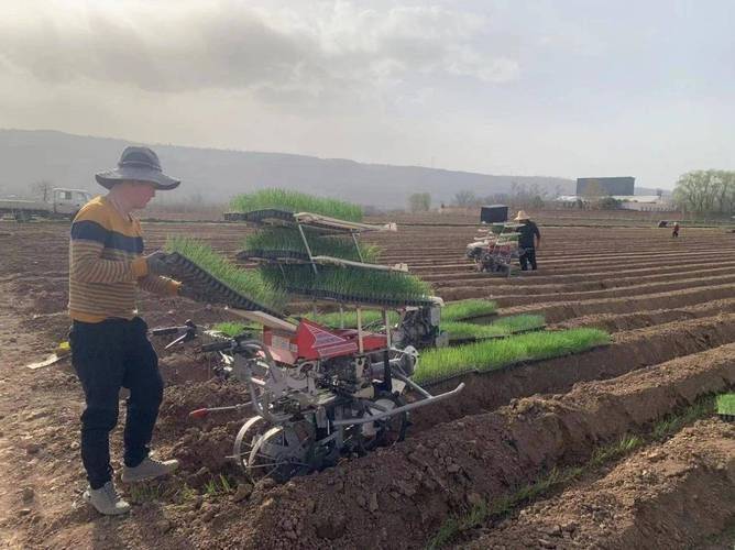 大葱种植技术图片