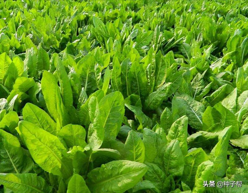 俄罗斯饲料菜种子种植技术