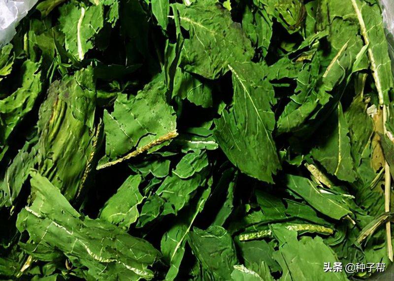 俄罗斯饲料菜种子种植技术