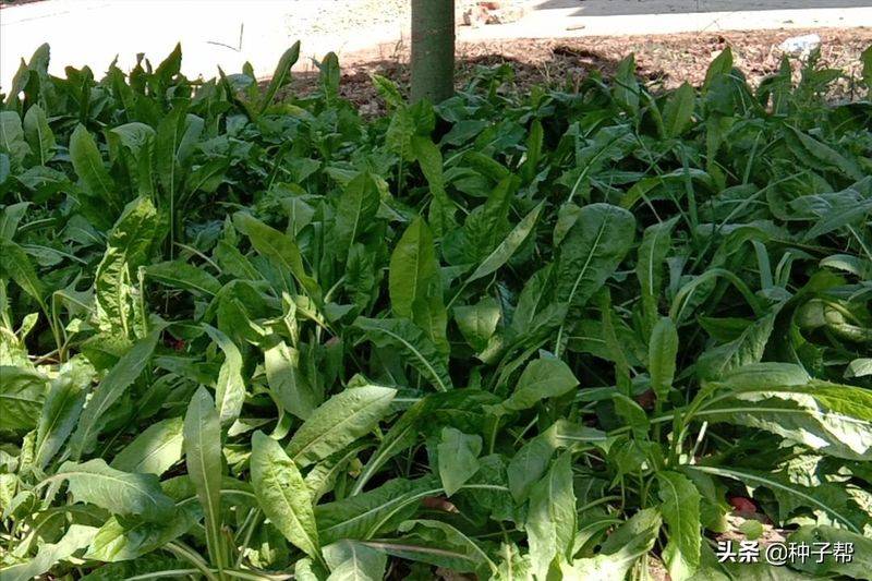 俄罗斯饲料菜种子种植技术