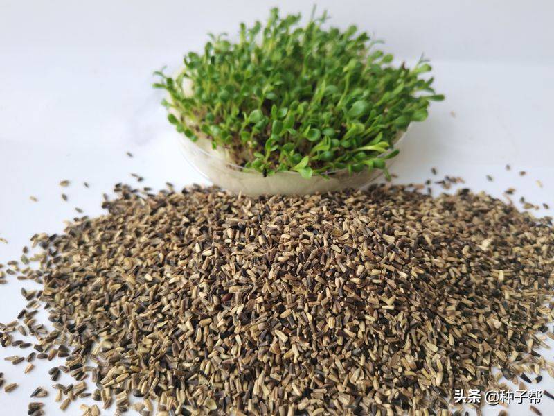 俄罗斯饲料菜种子种植技术