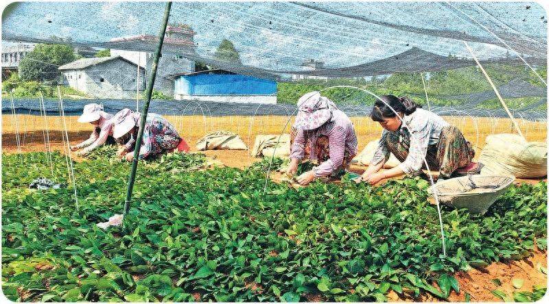 一株小茶苗激活茶乡共富密码